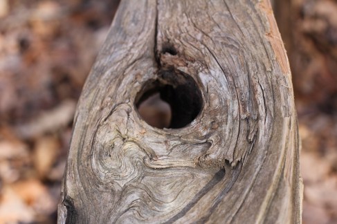 Nature's (Im)perfection Image