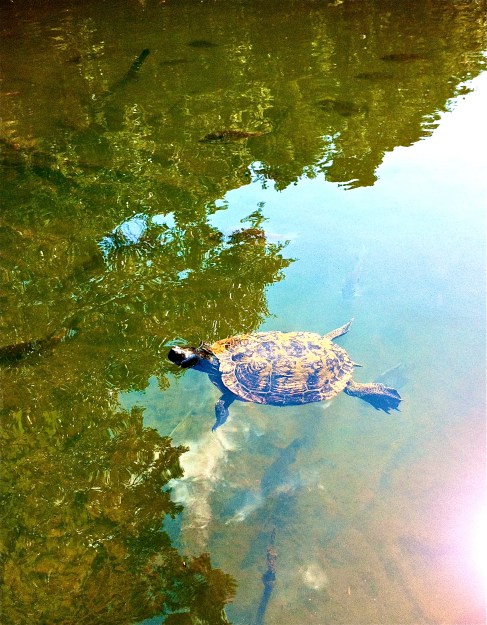 Trees reflecting on the water Image
