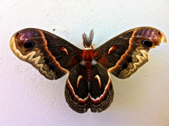 Moth