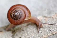 Diamond in the rough